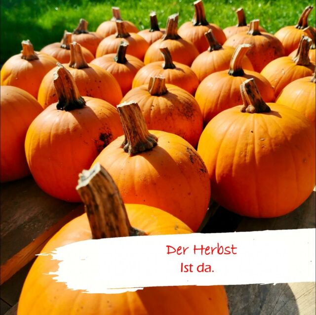 #Herbstzeit 🍂 i(s)st #Kürbiszeit. 🎃

Wenn es #draußen stürmt und regnet, dann ist eine Kürbissuppe mit Pepp genau das Richtige. 😇

Wir haben ein ganz einfaches #Rezept, das aus einem #Hokaido, Kokosmilch und Chili ruckizucki ein leckeres #Süppchen verwandelt.🍲 

Zutaten: 
•  700 g Hokkaido Kürbis mit Schale
• 150 ml Orangensaft 
• 1 Kartoffel – am Besten weichkochend
• 500 ml Gemüsebrühe
• Eine Dose (400 ml) Kokosmilch 
• 1/4 TL Chiliflocken
• 1 TL Currypulver
• 1 Spritzer Limettensaft
• Salz, Pfeffer - zum Abschmecken

Zubereitung: 
Als erstes putzt Ihr ordentlich den Hokkaido. Nach dem Aufschneiden die Kerne entfernen. Das geht klasse mit einem Löffel. Anschließend den Hokkaido mit Schale in Würfel schneiden. Jetzt die Kartoffel schälen und ebenfalls in Würfel schneiden. 

• Die Kürbis- und Kartoffelwürfel gibst Du nun in einen großen Topf. Dazu kommt die Gemüsebrühe (750 ml), der O-Saft und die Kokosmilch. Außerdem kannst Du schon das Currypulver und je nach Geschmack das Chilipulver hinzugeben. Wer Curry oder Chili nicht mag, kann das auch weglassen. 

• Jetzt muss alles gut kochen. Nach dem Aufkochen, kannst Du die Hitze reduzieren und alles ca. 20 Minuten köcheln lassen. Teste ab und zu mit einem Messer, wie hart Kürbis und Kartoffel noch sind.

• Wenn Hokkaido und Kartoffeln weich sind, kannst Du den Topf vom Herd nehmen und alles mit einem Stabmixer oder Pürrierstab gut durchmixen. Abschmecken: ein Spritzer Limettensaft, Salz und Pfeffer – je nach Geschmack. 

Guten Appetit!❤️

#freistilmünster  #jugendhilfe #sozial #sozialpädagogen #sozialpädagogik #sozialearbeit  #sozialesengagement #jugend #kinder #jugendarbeit #jugendfreizeit #freizeit #kind